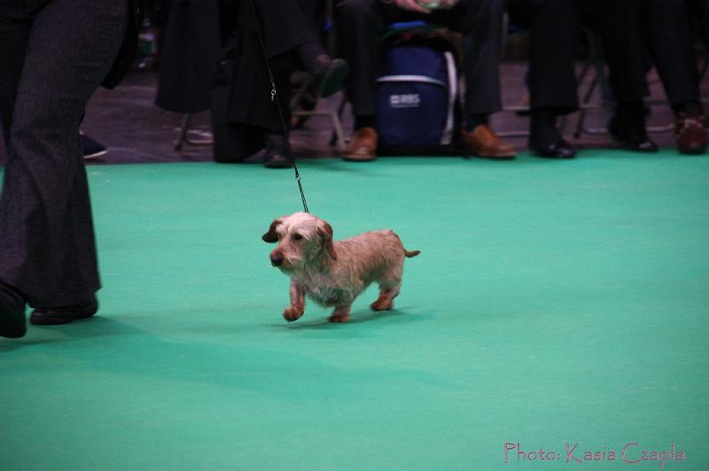 Crufts2011_2 501.jpg